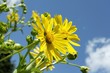 Photo: Macro close-up of yellow ox-eye daisy with blue clouded sky Macro close-up of yellow ox-eye daisy with blue clouded sky