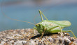 SALTAMONTES GIGANTE