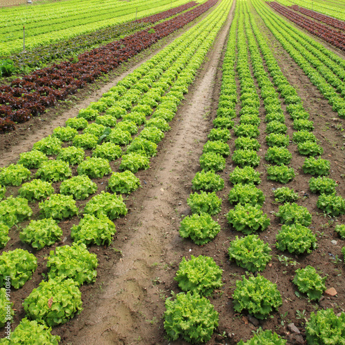 Photo: View of rows of green and red lettuces. View of rows of green and red lettuces.