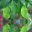 ficus ficus
