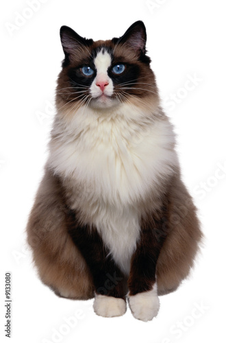 Chat5