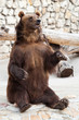 brown bear