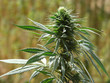 cannabis