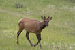 Young bull elk on a meadow