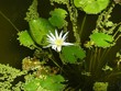 Nénuphar à fleur blanche