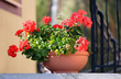 Flowers on staircase