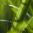 inside the grass