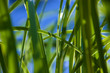 inside the grass