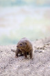 A young mongoose in a desert setting - very cute. A young mongoose in a desert setting - very cute.