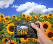 DSLR Camera Taking a Photograph of a Sunflower Field
