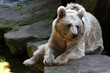 syrischer Braunbär