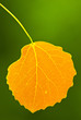Autumn leaf Autumn leaf