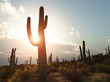 An illustration of a desert with cactus in Arizona
