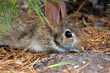 Wild Hare