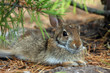 Hare