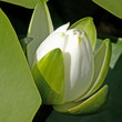 bouton de nénuphar bouton de nénuphar