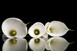 three calla lilies on black