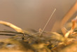 Photo: needle in stack hay needle in stack hay