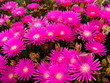 Pink flowers - Easter island, Chile Pink flowers - Easter island, Chile