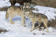 Gray wolves,member of pack in Northern Minnesota Gray wolves,member of pack in Northern Minnesota