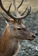 Portrait of a male Red tailed deer