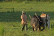 Cuban farmer