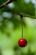 Ripe red cherries and green leaves