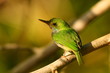 small caribbean bird