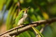 small caribbean bird