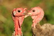 turkey