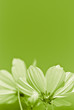 green flower - environmental conservation - vertical picture