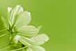 green flower - environmental conservation