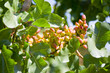 Raw Pistachio Nuts Still Growing on the Tree Raw Pistachio Nuts Still Growing on the Tree