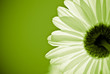 green daisy flower - environmental conservation concept