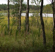 swamp swamp