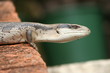 Blue-tongued lizard centered in image..