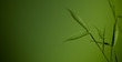 zen bamboo - green background