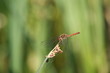Libelle
