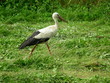 Storch