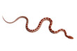 Serpent
