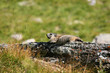 marmotte dans les alpes marmotte dans les alpes