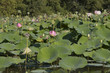 étang aux lotus