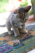 young cat playing with a little mouse