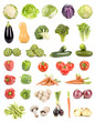 Large collection of isolated vegetables on white Large collection of isolated vegetables on white