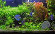 A planted freshwater aquarium with Discus Fish. A planted freshwater aquarium with Discus Fish.