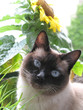 Siamkatze