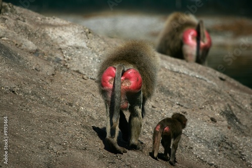 Photo : fesses de babouins fesses de babouins
