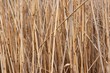 Reed background