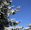 Snow On Tree Branches On A Winter Day Snow On Tree Branches On A Winter Day