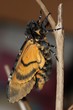 Giant hawk moth emerging